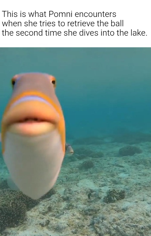 Now guess the quote if you see this meme... Unless you already watched the seventh episode of the show. | This is what Pomni encounters when she tries to retrieve the ball the second time she dives into the lake. | image tagged in staring fish,fish,the amazing digital circus,tadc,staring,memes | made w/ Imgflip meme maker