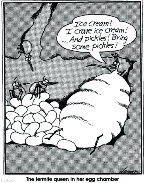 Expectant mothers are the same everywhere… | image tagged in the far side,comics,insects,queen,expectant,cravings | made w/ Imgflip meme maker