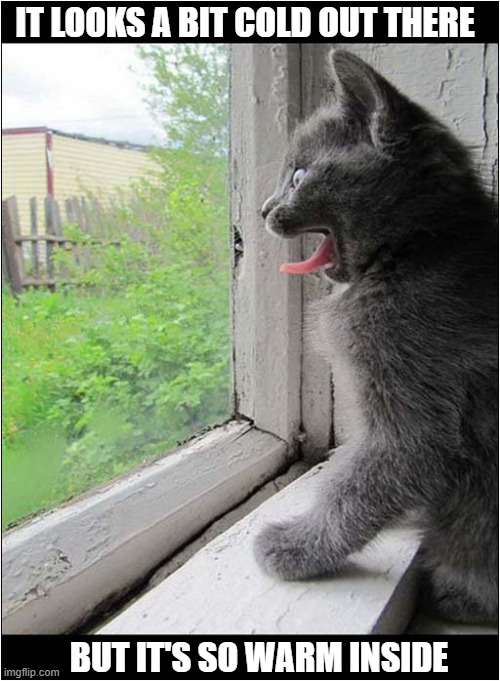 Decisions, Decisions ... | IT LOOKS A BIT COLD OUT THERE; BUT IT'S SO WARM INSIDE | image tagged in cats,kitten,cold weather,warm,decisions decisions | made w/ Imgflip meme maker