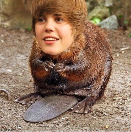justin beaver | image tagged in justin beaver | made w/ Imgflip meme maker