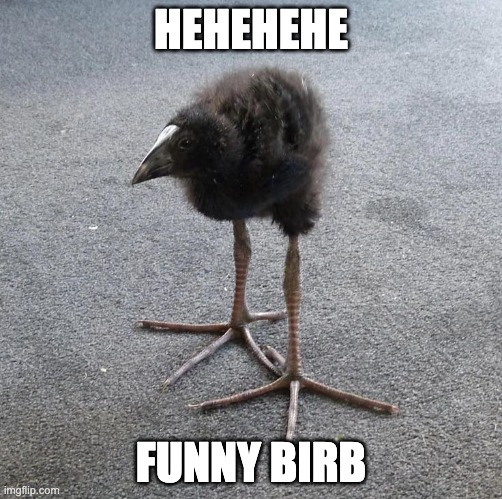 Pukeko chick | HEHEHEHE; FUNNY BIRB | image tagged in pukeko chick | made w/ Imgflip meme maker