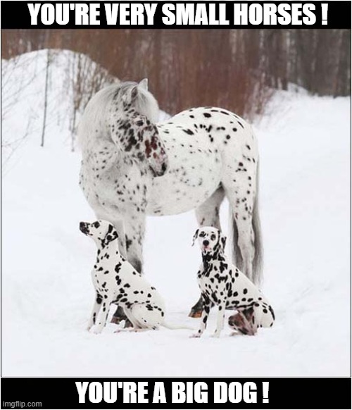 Confusion ? | YOU'RE VERY SMALL HORSES ! YOU'RE A BIG DOG ! | image tagged in dogs,dalmatians,horse,snow,camouflage | made w/ Imgflip meme maker
