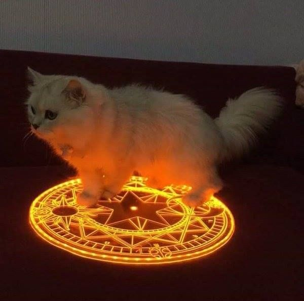 Cat Summoning Circle Orange Blank Meme Template