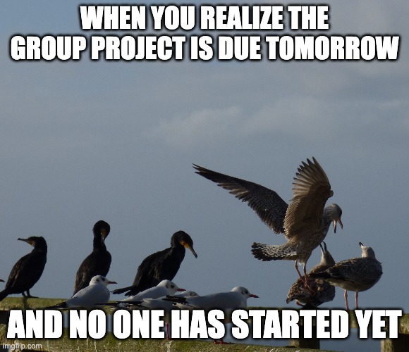Get up get up get up! | WHEN YOU REALIZE THE GROUP PROJECT IS DUE TOMORROW; AND NO ONE HAS STARTED YET | image tagged in funny,seagull,panic,nature,fun | made w/ Imgflip meme maker