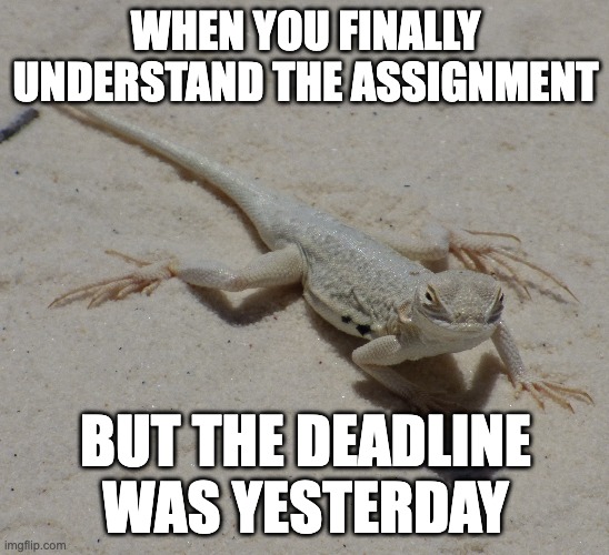 I'm slow | WHEN YOU FINALLY UNDERSTAND THE ASSIGNMENT; BUT THE DEADLINE WAS YESTERDAY | image tagged in fun,funny,lizard,nature,school,why | made w/ Imgflip meme maker