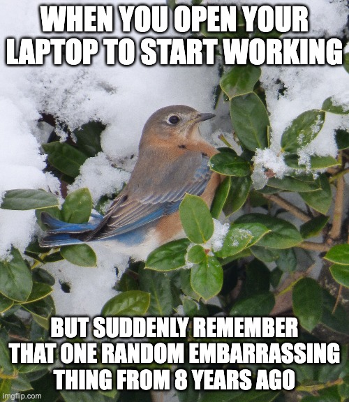 WHEN YOU OPEN YOUR LAPTOP TO START WORKING; BUT SUDDENLY REMEMBER THAT ONE RANDOM EMBARRASSING THING FROM 8 YEARS AGO | image tagged in funny,nature,bird,embarrassed,fun | made w/ Imgflip meme maker