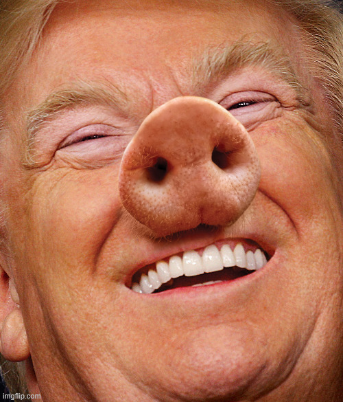 image tagged in trump pig | made w/ Imgflip meme maker