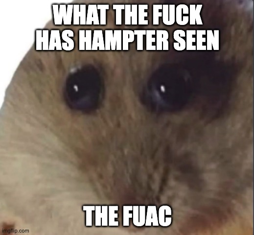 Hampter | WHAT THE FUCK HAS HAMPTER SEEN THE FUAC | image tagged in hampter | made w/ Imgflip meme maker