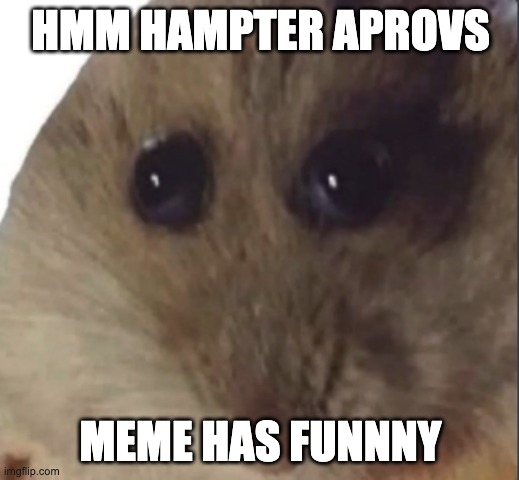 Hampter | HMM HAMPTER APROVS MEME HAS FUNNNY | image tagged in hampter | made w/ Imgflip meme maker