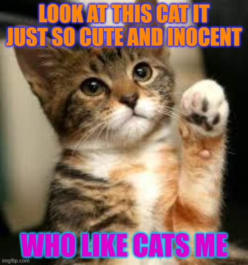 A cat it is so cute | LOOK AT THIS CAT IT JUST SO CUTE AND INOCENT; WHO LIKE CATS ME | image tagged in cute cat | made w/ Imgflip meme maker