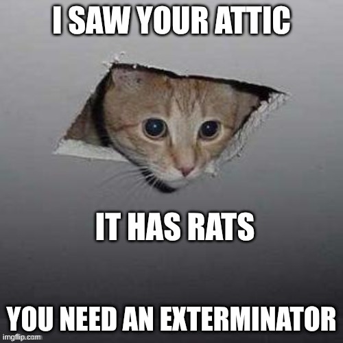 cat | YOU NEED AN EXTERMINATOR | image tagged in meme,cat | made w/ Imgflip meme maker