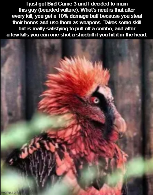 I just got Bird Game 3 and I decided to main this guy (bearded vulture). What's neat is that after every kill, you get a 10% damage buff because you steal their bones and use them as weapons. Takes some skill but is really satisfying to pull off a combo, and after a few kills you can one-shot a shoebill if you hit it in the head. | made w/ Imgflip meme maker