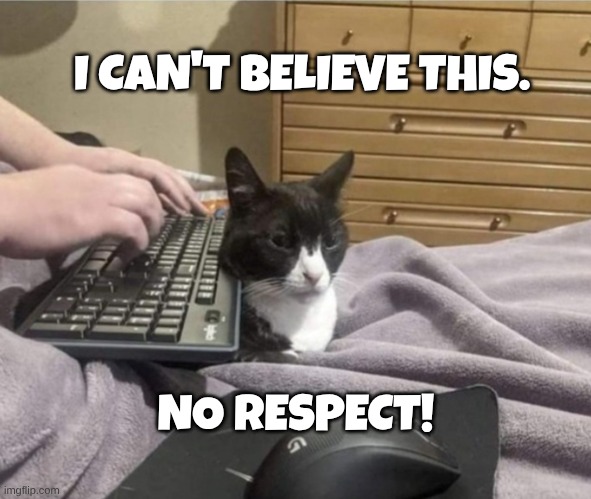I'm right here! You can pet me! | I CAN'T BELIEVE THIS. NO RESPECT! | image tagged in computer,cat,pet humor,no respect,google no results | made w/ Imgflip meme maker