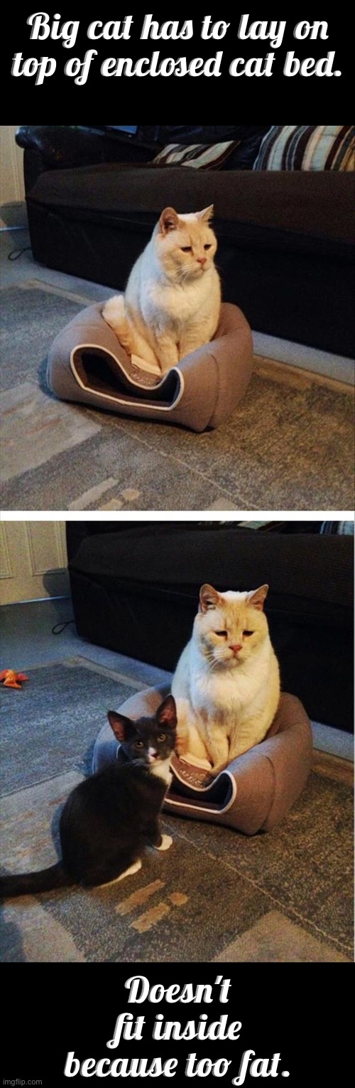 Too Fat To Fit | Big cat has to lay on top of enclosed cat bed. Doesn't fit inside because too fat. | image tagged in fat ass,cats,funny cat memes,hilarious memes,kittens,fat cat | made w/ Imgflip meme maker