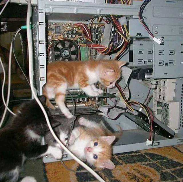 Computer cats Blank Meme Template