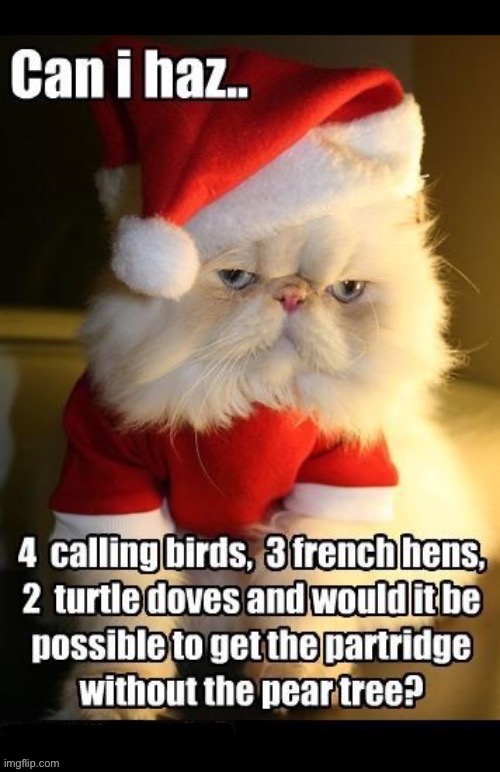 That’s his favorite Christmas song because of all the delicious birds mentioned in it… | image tagged in cats,christmas,birds | made w/ Imgflip meme maker