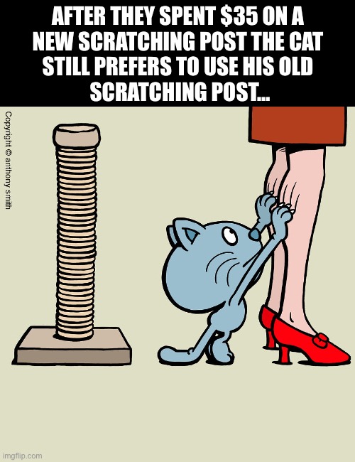 Cattitude | AFTER THEY SPENT $35 ON A 
NEW SCRATCHING POST THE CAT 
STILL PREFERS TO USE HIS OLD 
SCRATCHING POST… | image tagged in cats,comics,cattitude,scratching post,new,old | made w/ Imgflip meme maker