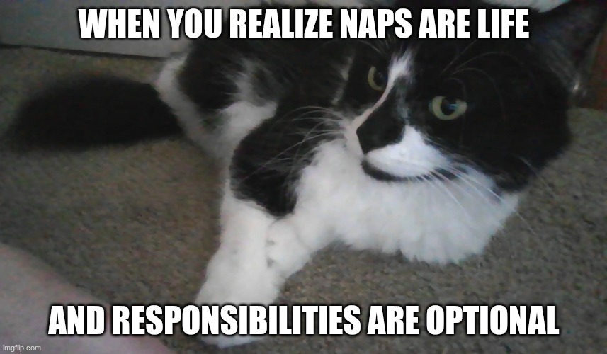 Inner peace....... | WHEN YOU REALIZE NAPS ARE LIFE; AND RESPONSIBILITIES ARE OPTIONAL | image tagged in fluffy tuxedo cat | made w/ Imgflip meme maker