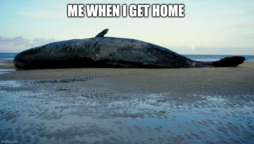 beached whale | ME WHEN I GET HOME | image tagged in beached whale | made w/ Imgflip meme maker