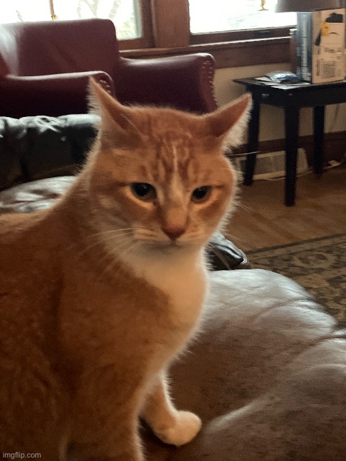 Goober | made w/ Imgflip meme maker