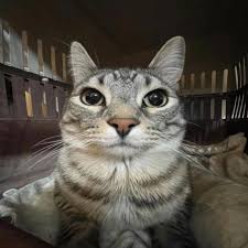 funneh meme Blank Meme Template