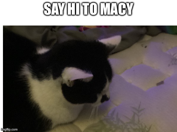 SAY HI TO MACY | made w/ Imgflip meme maker