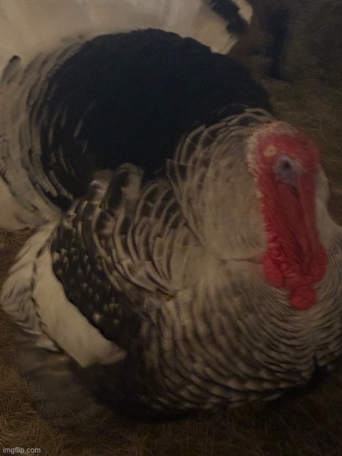 Yoshi face reveal | made w/ Imgflip meme maker