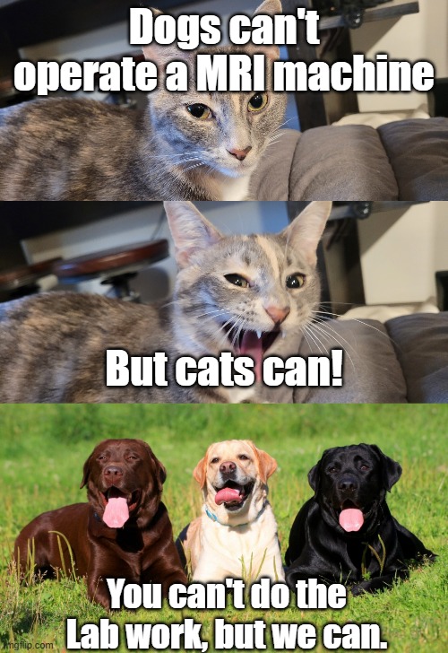 Dogs can't operate a MRI machine; But cats can! You can't do the Lab work, but we can. | image tagged in valencia's bad puns,bad pun cat,bad pun dog,old joke,labrador | made w/ Imgflip meme maker