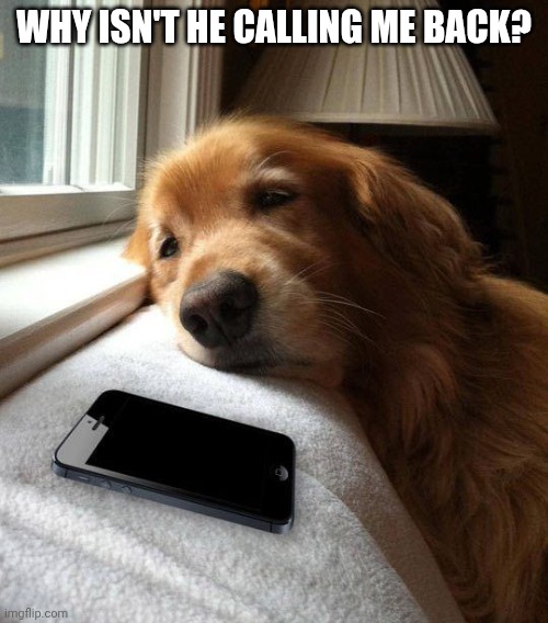 Dog waiting | WHY ISN'T HE CALLING ME BACK? | image tagged in dog waiting | made w/ Imgflip meme maker