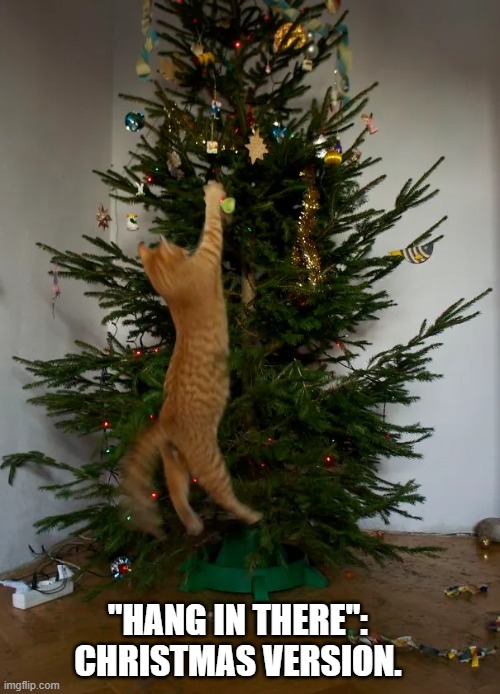 Cat "Hang In There" : Christmas version.  --  funny  -- | "HANG IN THERE": CHRISTMAS VERSION. | image tagged in cat,kittens,funny,humor,christmas,hang in there | made w/ Imgflip meme maker