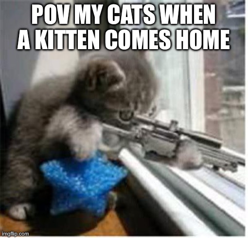 cats with guns | POV MY CATS WHEN A KITTEN COMES HOME | image tagged in cats with guns | made w/ Imgflip meme maker