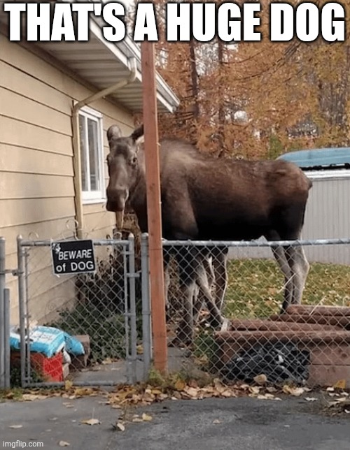 That's A Huge Dog | THAT'S A HUGE DOG | image tagged in chrisjoines1 | made w/ Imgflip meme maker