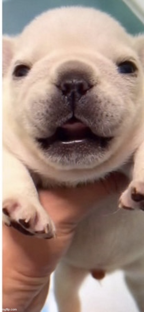 wash mah belleh | image tagged in pebble | made w/ Imgflip meme maker