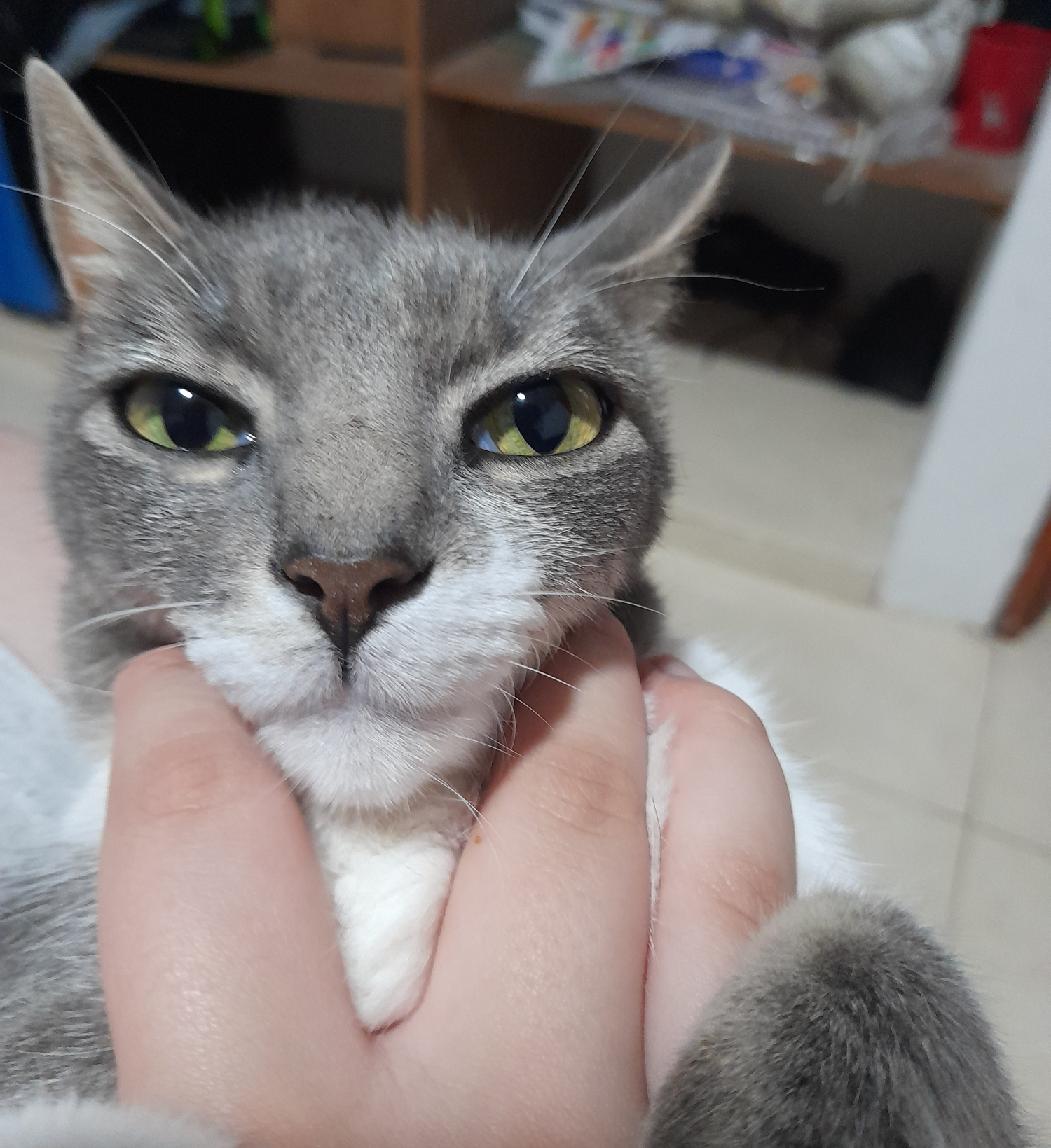 Jawline cat Blank Meme Template