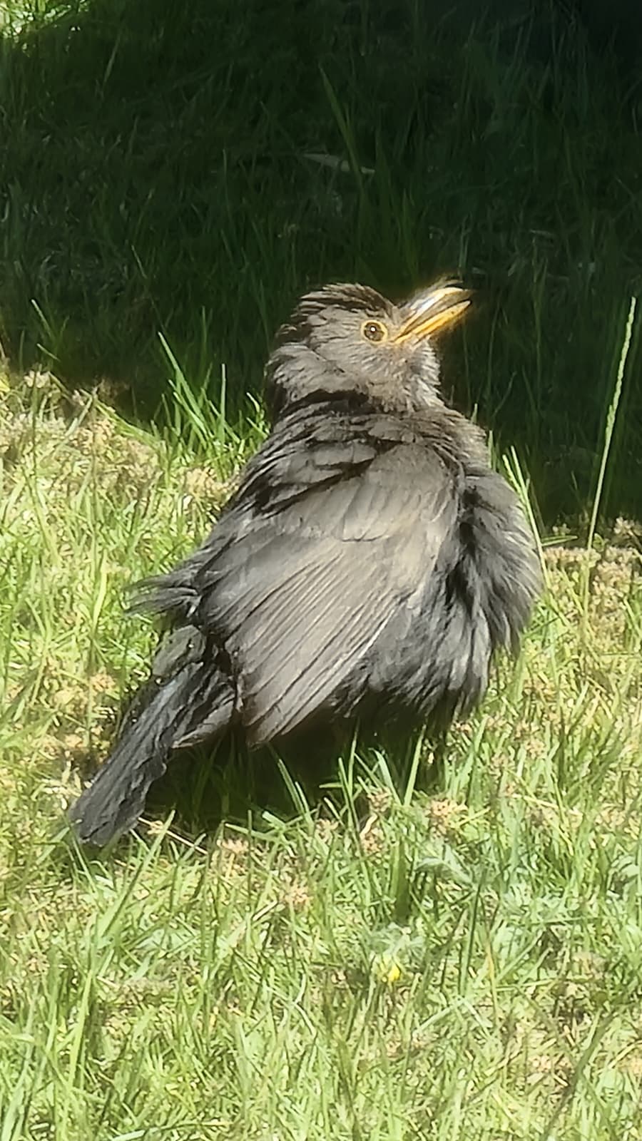 Heatwave blackbird Blank Meme Template