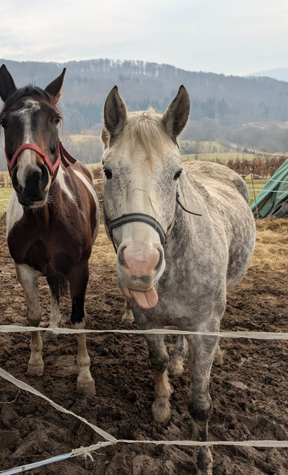 Einstein horse Blank Meme Template