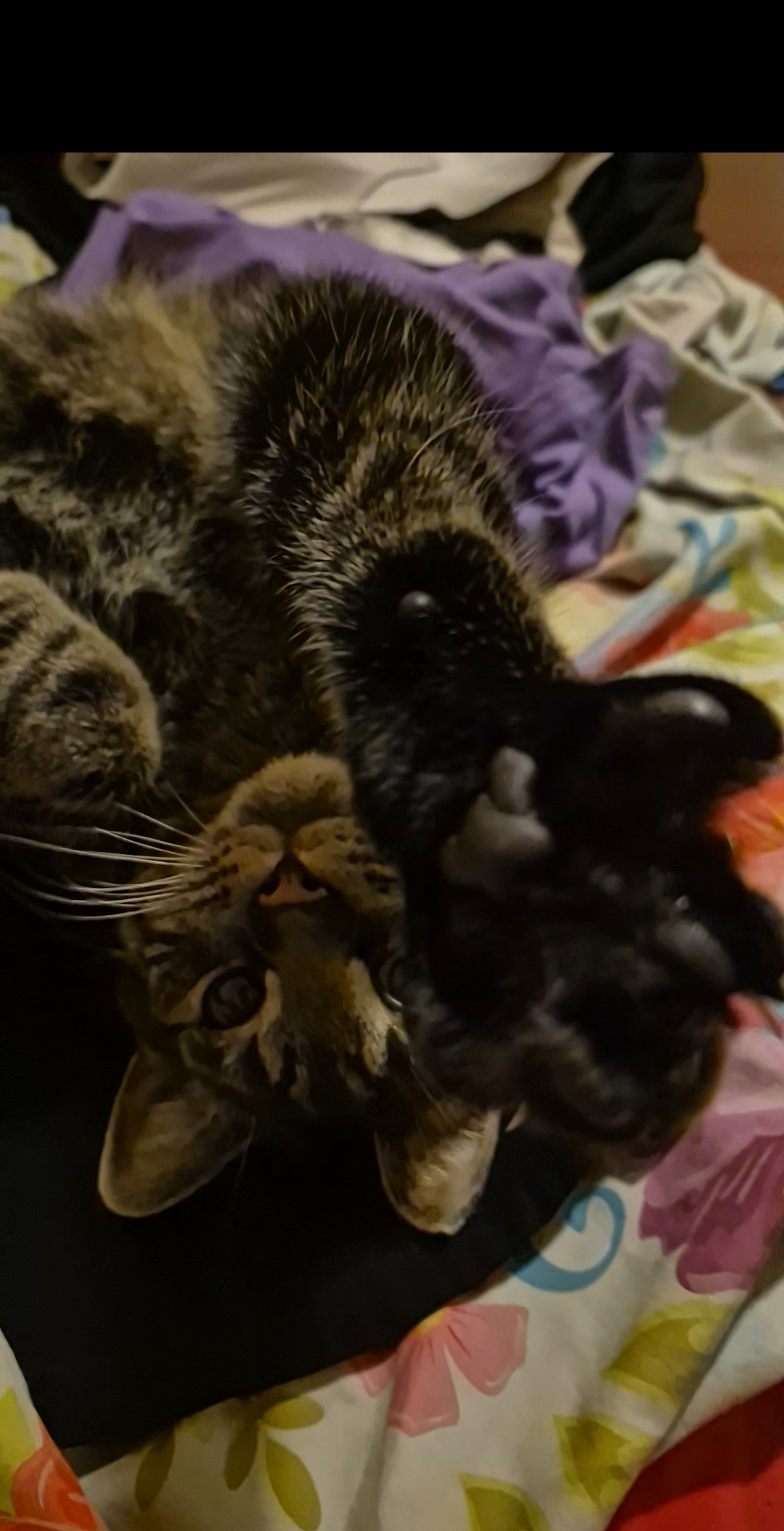 High five cat Blank Meme Template