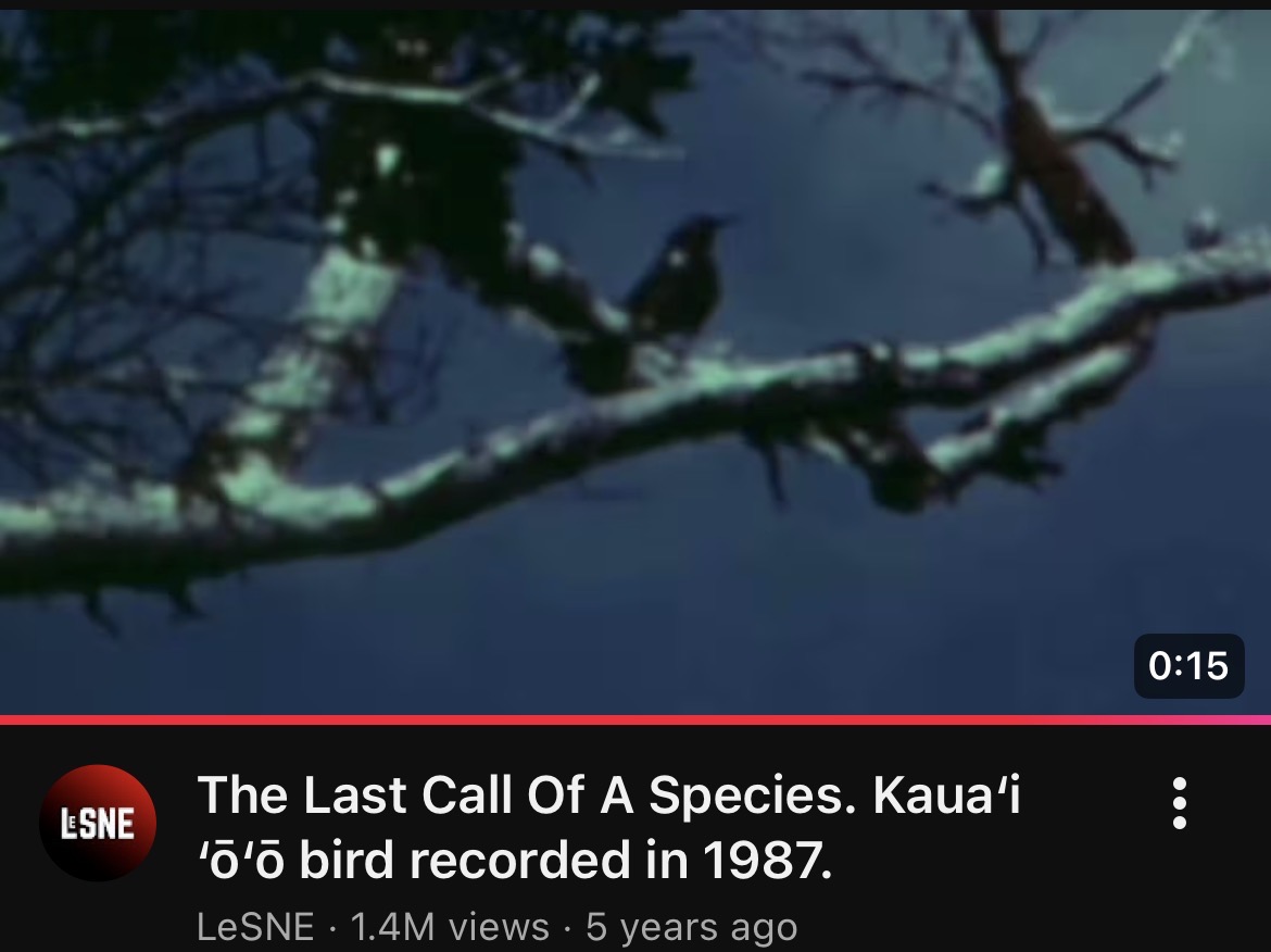 The Last Call Of A Species. Kaua'i 'o'o bird recorded in 1987. Blank Meme Template