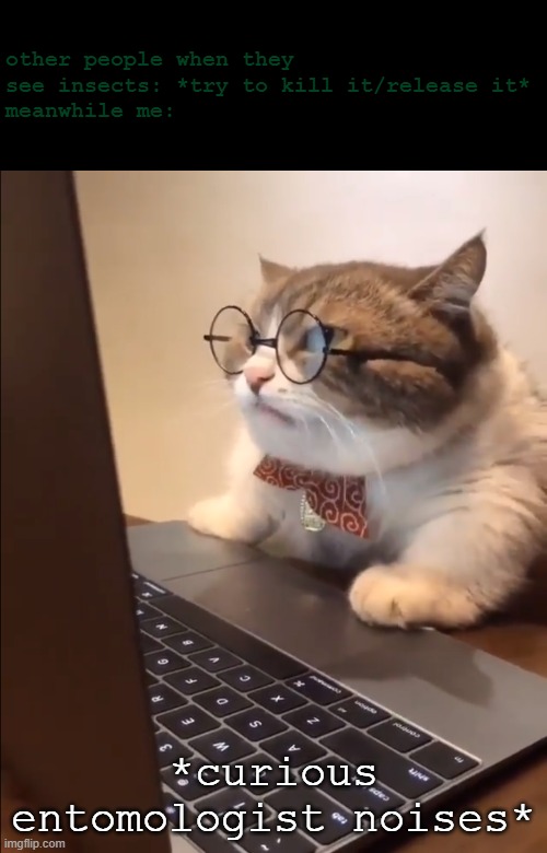 everytime i just see an insect i have never seen before, google lens, scientific name, diet of that insect, poof. studied. | other people when they see insects: *try to kill it/release it*
meanwhile me:; *curious entomologist noises* | image tagged in research cat,memes,insects | made w/ Imgflip meme maker