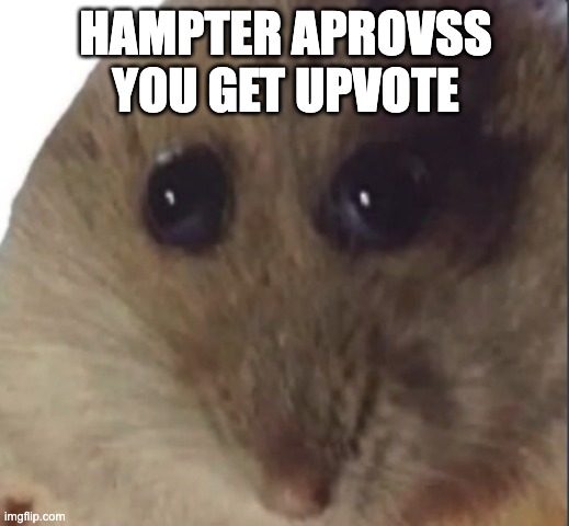 Hampter | HAMPTER APROVSS YOU GET UPVOTE | image tagged in hampter | made w/ Imgflip meme maker