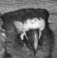 sleep parrot Blank Meme Template