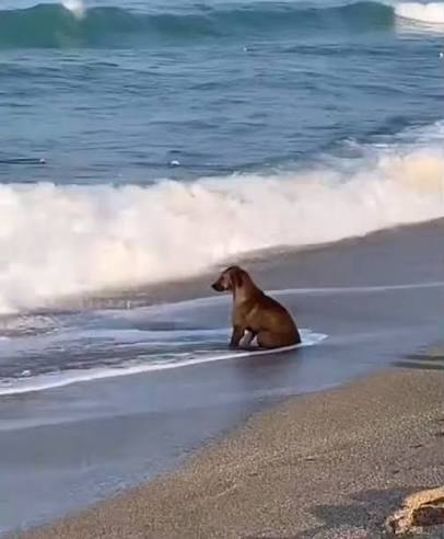 Dog staring at sea Blank Meme Template
