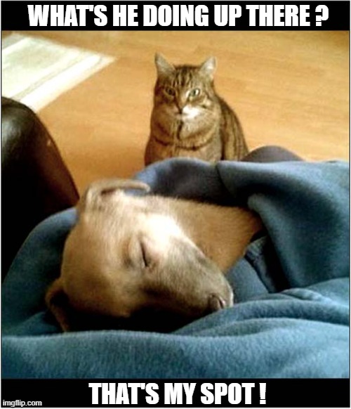 That's One Jealous Cat ! | WHAT'S HE DOING UP THERE ? THAT'S MY SPOT ! | image tagged in cats,jealousy,dog,thats my spot | made w/ Imgflip meme maker