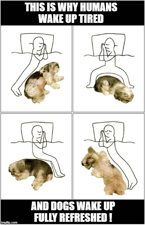 Why Dog Owners Are Always Sleepy | THIS IS WHY HUMANS
WAKE UP TIRED; AND DOGS WAKE UP
FULLY REFRESHED ! | image tagged in dogs,sleeping,tired | made w/ Imgflip meme maker