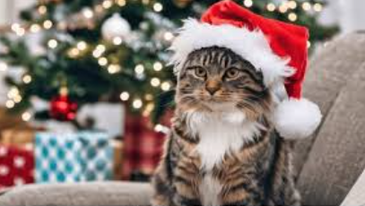 Christmas Cat Blank Meme Template