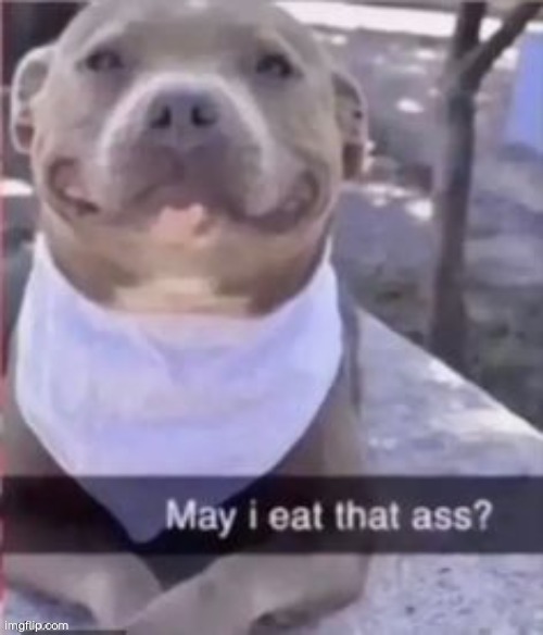 may i eat that ass | image tagged in may i eat that ass | made w/ Imgflip meme maker