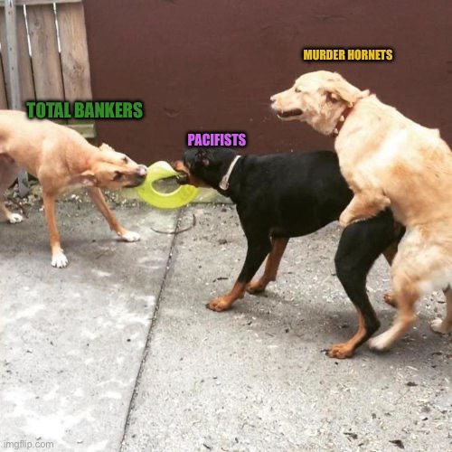 This Is My Life | MURDER HORNETS; TOTAL BANKERS; PACIFISTS | image tagged in this is my life | made w/ Imgflip meme maker