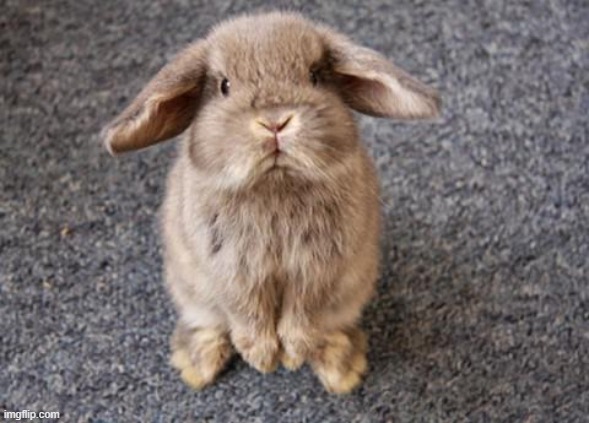 Rabbit | image tagged in rabbit | made w/ Imgflip meme maker