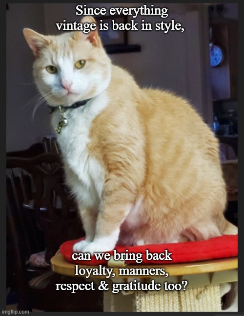 Davey's thoughts | Since everything vintage is back in style, can we bring back loyalty, manners, respect & gratitude too? | image tagged in cats | made w/ Imgflip meme maker