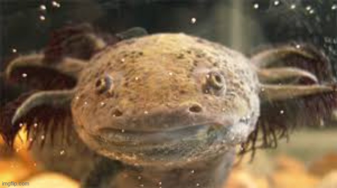 axolotl 2 | made w/ Imgflip meme maker